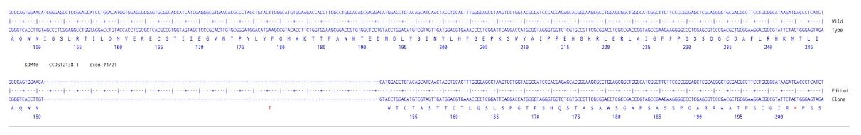 Sanger Sequencing - Human KDM4B Knockout A549 cell line (AB324212), expandable thumbnail