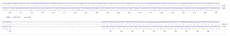 Sanger Sequencing - Human KDM4B Knockout A549 cell line (AB324212)