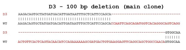 Sanger Sequencing - Human KDM4C knockout U-2 OS cell line (AB280074)