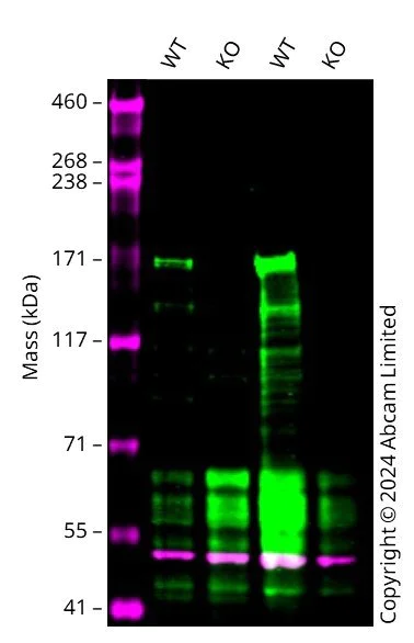 Western blot - Human KDM5B knockout HCT116 cell line (AB287592)