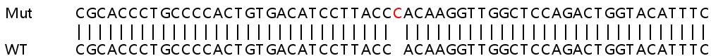 Sanger Sequencing - Human KDM5C (Jarid1C / SMCX) knockout HEK-293T cell lysate (AB257494), expandable thumbnail
