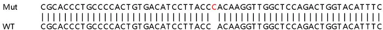 Sanger Sequencing - Human KDM5C (Jarid1C / SMCX) knockout HEK-293T cell lysate (AB257494)
