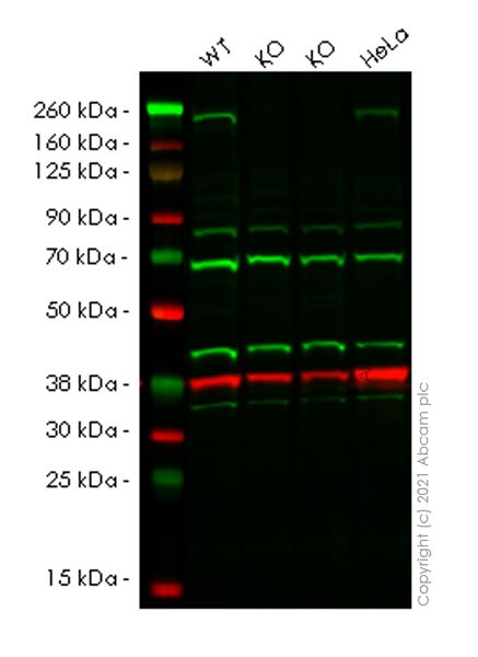 Western blot - Human KDM5C (Jarid1C / SMCX) knockout HEK-293T cell lysate (AB257494), expandable thumbnail