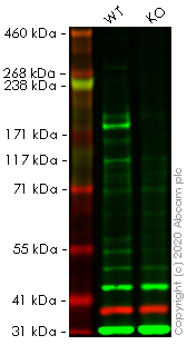 Western blot - Human KDM5C (Jarid1C / SMCX) knockout HEK-293T cell lysate (AB257494), expandable thumbnail