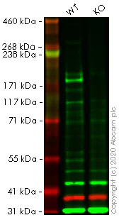 Western blot - Human KDM5C (Jarid1C / SMCX) knockout HEK-293T cell lysate (AB257494)