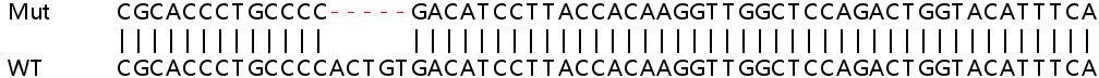Sanger Sequencing - Human KDM5C (Jarid1C / SMCX) knockout HEK-293T cell lysate (AB257495), expandable thumbnail