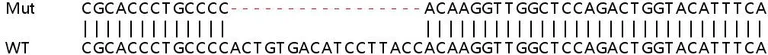 Sanger Sequencing - Human KDM5C (Jarid1C / SMCX) knockout HEK-293T cell lysate (AB257495)
