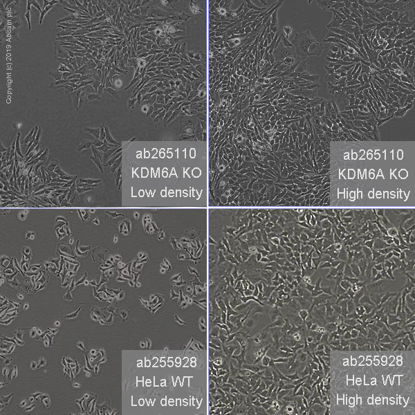 Cell Culture - Human KDM6A (UTX) knockout HeLa cell line (AB265110)