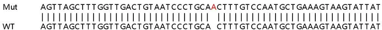 Sanger Sequencing - Human KDM6A (UTX) knockout HeLa cell lysate (AB257214)