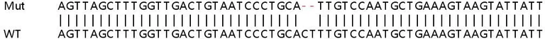 Sanger Sequencing - Human KDM6A (UTX) knockout HeLa cell lysate (AB257214)
