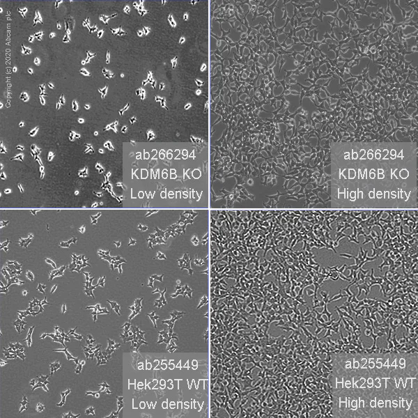 Cell Culture - Human KDM6B (JMJD3) knockout HEK-293T cell line (AB266294)