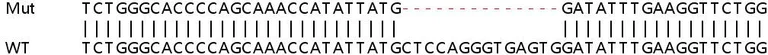 Sanger Sequencing - Human KDM6B (JMJD3) knockout HEK-293T cell line (AB266294)