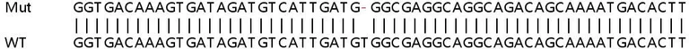 Sanger Sequencing - Human KDM7A (JHDM1D) knockout A549 cell lysate (AB258484)