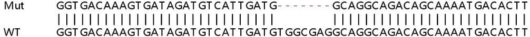 Sanger Sequencing - Human KDM7A (JHDM1D) knockout A549 cell lysate (AB258484)