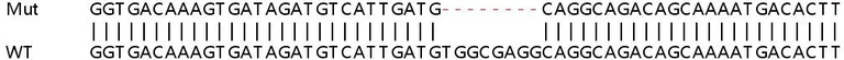 Sanger Sequencing - Human KDM7A (JHDM1D) knockout A549 cell lysate (AB258484)