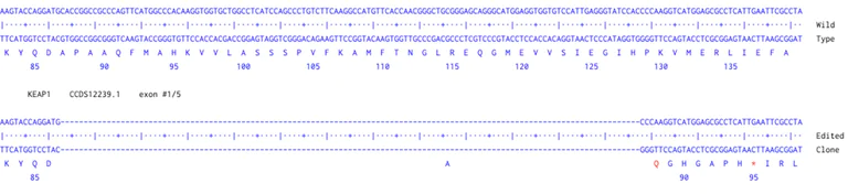 Next Generation Sequencing - Human KEAP1 knockout A549 cell line (AB286671)