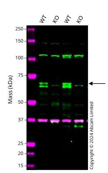 Western blot - Human KEAP1 knockout A549 cell line (AB286671)