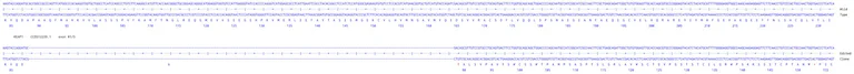 Next Generation Sequencing - Human KEAP1 knockout HCT116 cell line (AB286484)