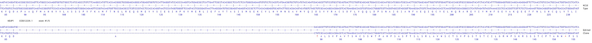 Human KEAP1 knockout U-87 MG cell line
