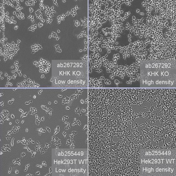 Cell Culture - Human KHK (ketohexokinase) knockout HEK-293T cell line (AB267292)