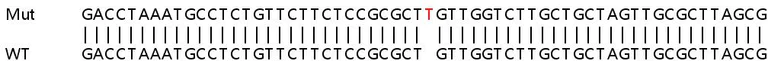 Sanger Sequencing - Human KIAA0100 knockout HEK-293T cell line (AB266526)