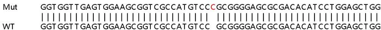 Sanger Sequencing - Human KIAA0907 knockout HeLa cell line (AB265642)