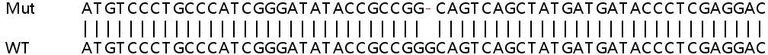 Sanger Sequencing - Human KIAA1191 knockout HeLa cell line (AB265356)