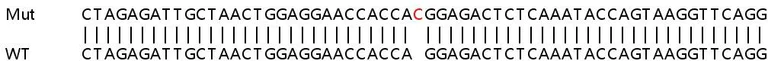 Sanger Sequencing - Human KIF22 knockout HEK-293T cell line (AB266817)