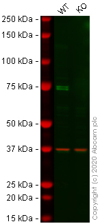 Western blot - Human KIF22 knockout HEK-293T cell line (AB266817)