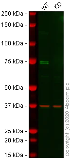 Western blot - Human KIF22 knockout HEK-293T cell lysate (AB258018)