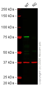 Western blot - Human KIF22 knockout HEK-293T cell lysate (AB258018)