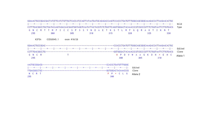 Next Generation Sequencing - Human KIF5A knockout U-87 MG cell line (AB306717)