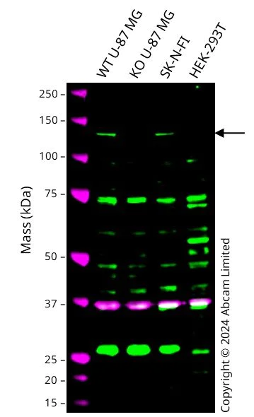 Western blot - Human KIF5A knockout U-87 MG cell line (AB306717)