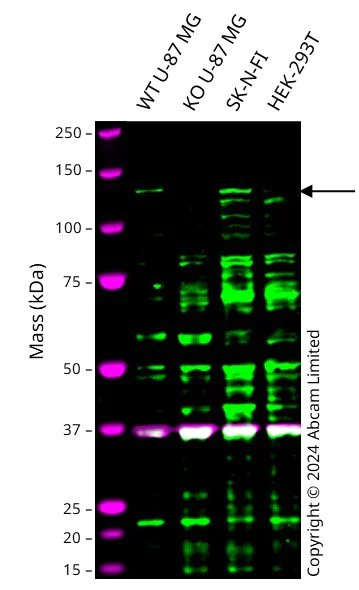 Western blot - Human KIF5A knockout U-87 MG cell line (AB306717)