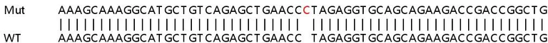Sanger Sequencing - Human KIFC3 knockout HeLa cell lysate (AB258488)