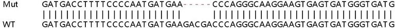 Sanger Sequencing - Human KLC1 knockout HeLa cell lysate (AB257496)