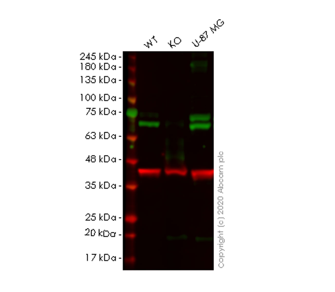 Western blot - Human KLC1 knockout HeLa cell lysate (AB257496)