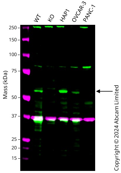 Human KLF5 knockout A549 cell line