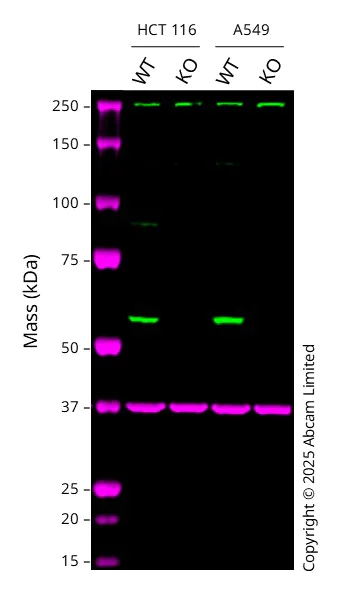 Western blot - Human KLF5 knockout HCT116 cell line (AB301030)