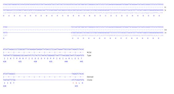 Human KMT2A knockout A549 cell line