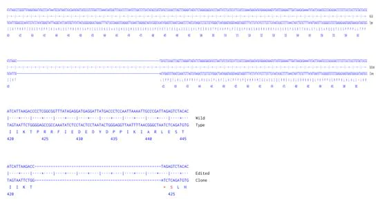 Next Generation Sequencing - Human KMT2A knockout A549 cell line (AB286675)