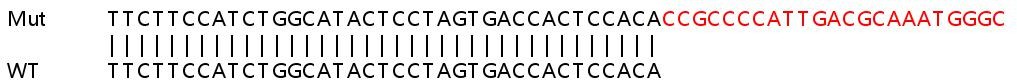 Sanger Sequencing - Human KMT2C (MLL3) knockout HeLa cell line (AB265223)