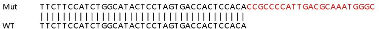 Sanger Sequencing - Human KMT2C (MLL3) knockout HeLa cell lysate (AB258933)