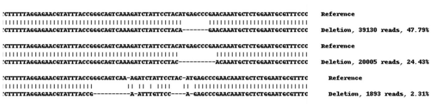Next Generation Sequencing - Human KMT5A knockout HEK-293 cell line (AB261858), expandable thumbnail