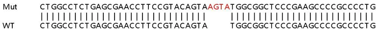 Sanger Sequencing - Human KNSTRN (SKAP) knockout HEK-293T cell line (AB266082)