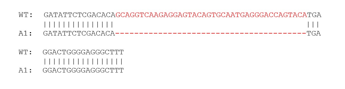 Sanger Sequencing - Human KRAS knockout HCT116 cell line (AB276083), expandable thumbnail