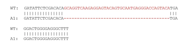 Sanger Sequencing - Human KRAS knockout HCT116 cell line (AB276083)