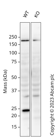 Western blot - Human KRAS knockout HCT116 cell line (AB276083), expandable thumbnail