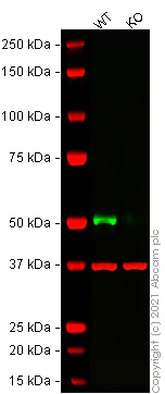 Western blot - Human KRT13 knockout A-431 cell line (AB269483)