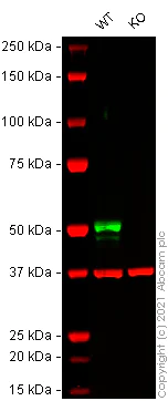 Western blot - Human KRT13 knockout A-431 cell line (AB269483)
